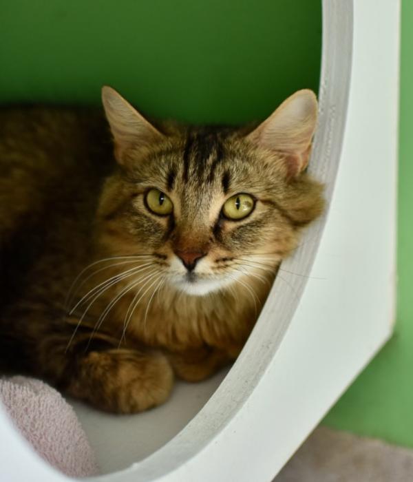 Enlarge Fluffy, a Adoptable Domestic Long Hair in Marietta, GA image 6/6