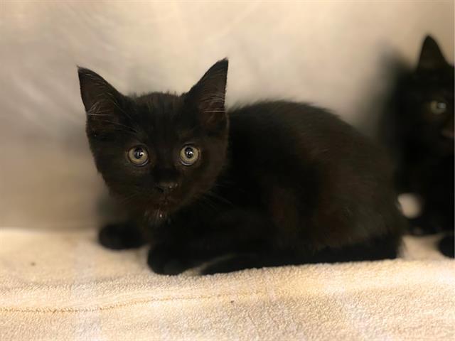 Enlarge CHEERIO, a Adoptable Domestic Short Hair in Fort Wayne, IN image 1/1