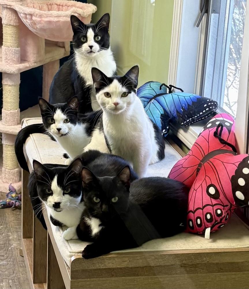 Omar Sharif, Adoptable, Young Male Domestic Short Hair.