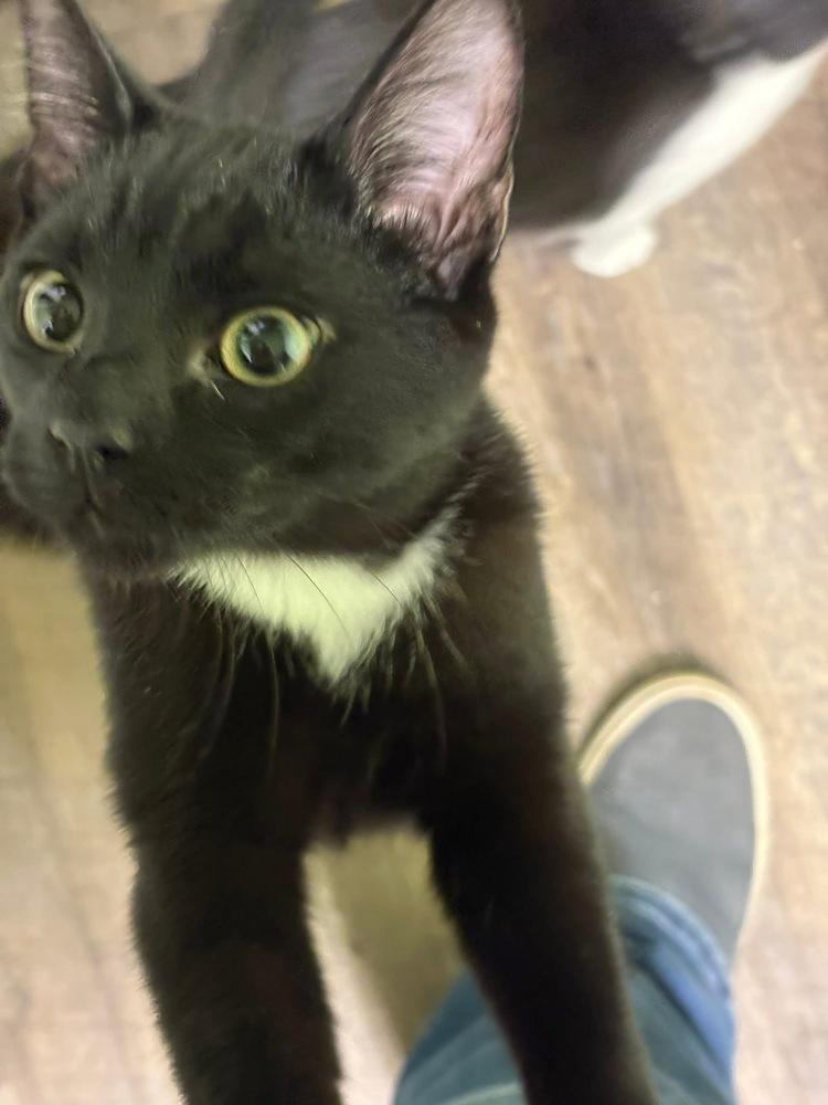 Enlarge Omar Sharif, a Adoptable Domestic Short Hair in Warren, CT image 2/6