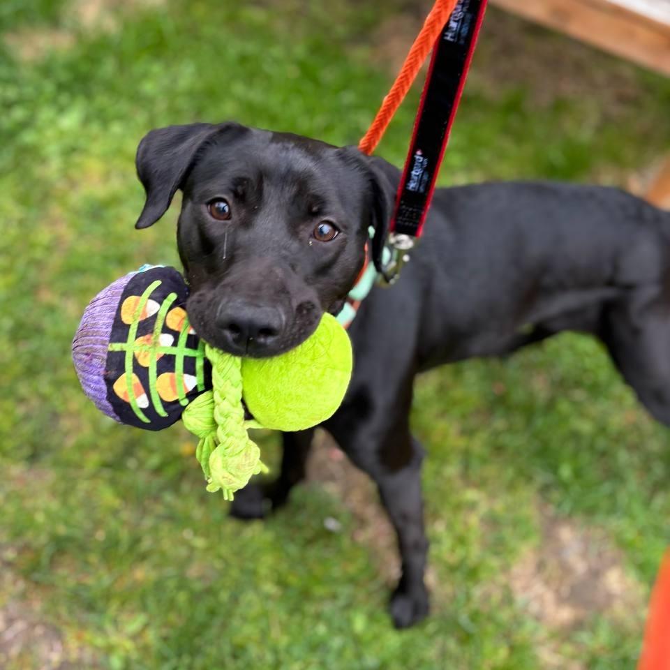 Layla, a Adoptable Mixed Breed in Westhampton, NY image 2/6