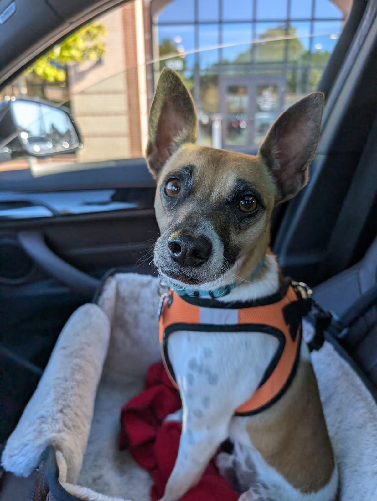 Jack, a Adoptable Jack Russell Terrier in Arlington, VA image 1/3