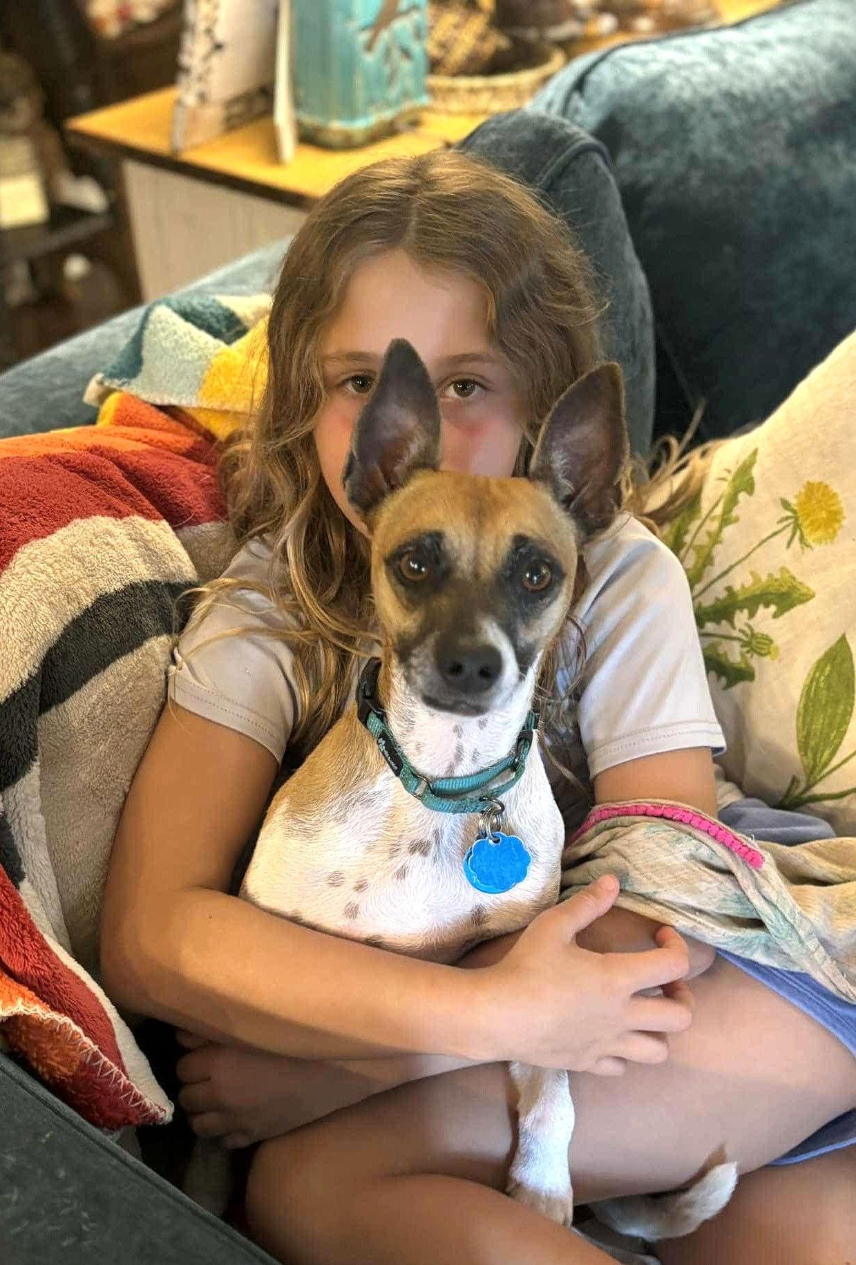 Jack - ADOPTED!, a Adoptable Jack Russell Terrier in Arlington, VA image 3/3