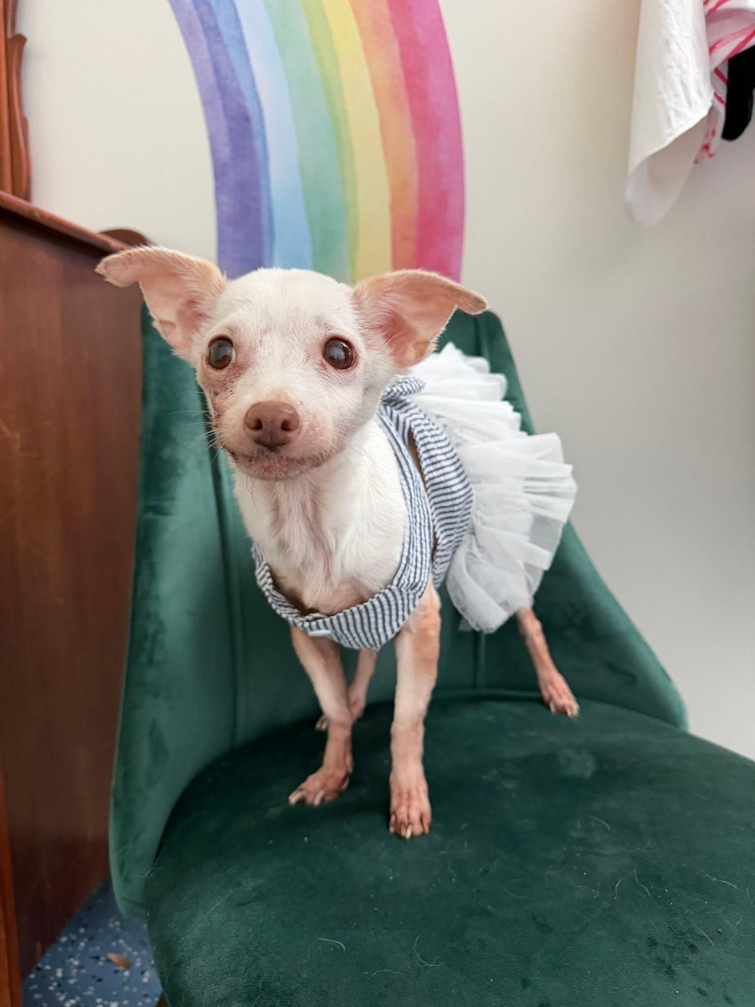 Enlarge Haley, an adopted Chihuahua in Venice, FL image 4/4