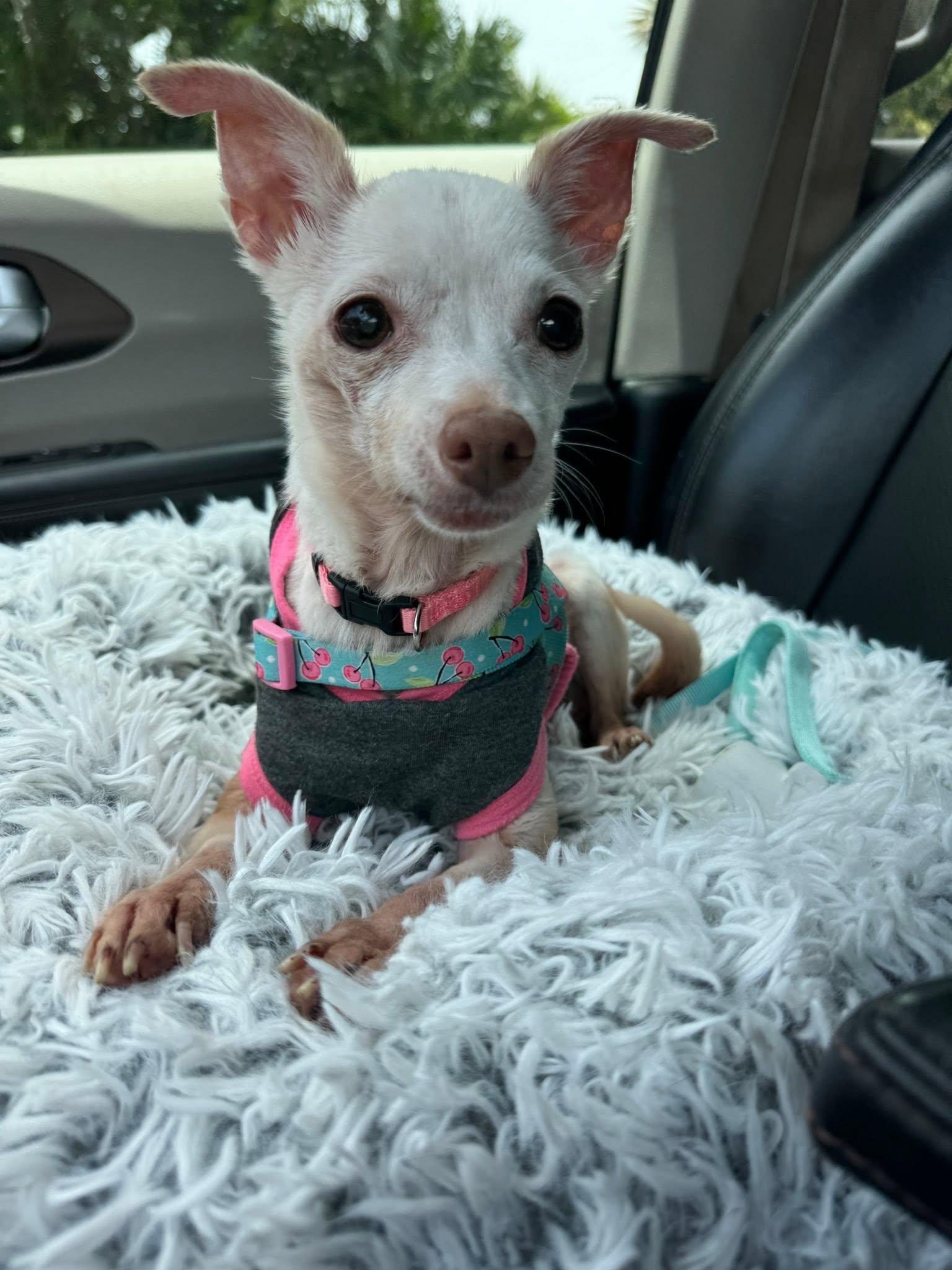 Haley, adopted, Senior Female Chihuahua.