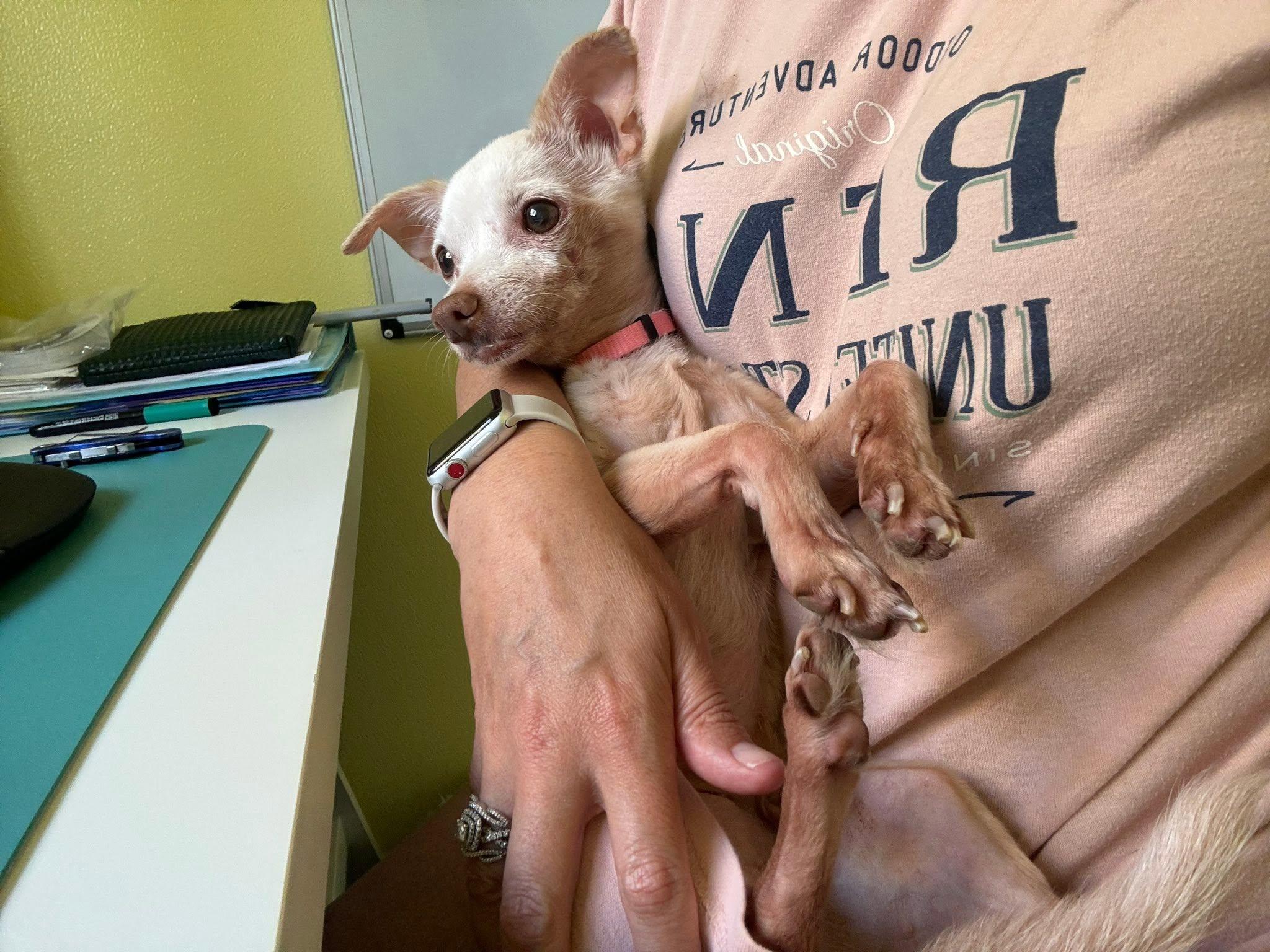 Enlarge Haley, an adopted Chihuahua in Venice, FL image 2/4