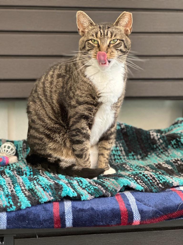 Harbor, a Adoptable mixed breed in Cumberland, ME image 2/6
