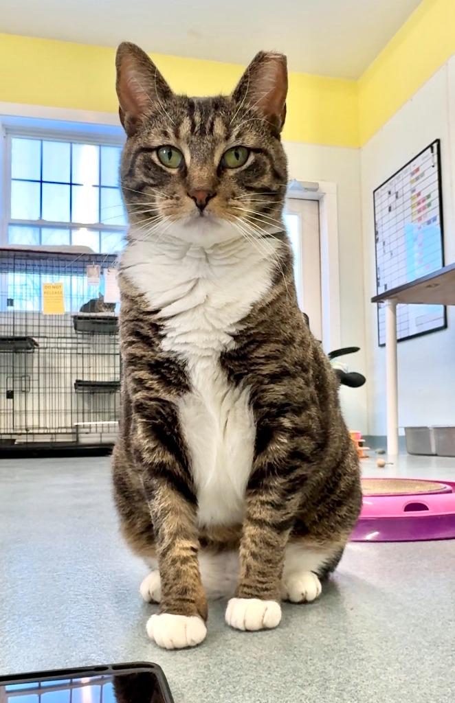 Enlarge Harbor, a Adoptable mixed breed in Cumberland, ME image 2/5