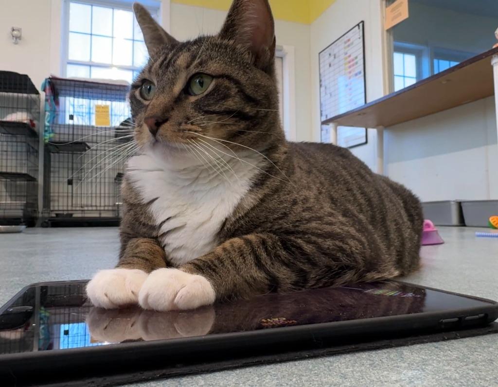 Enlarge Harbor, a Adoptable mixed breed in Cumberland, ME image 3/5