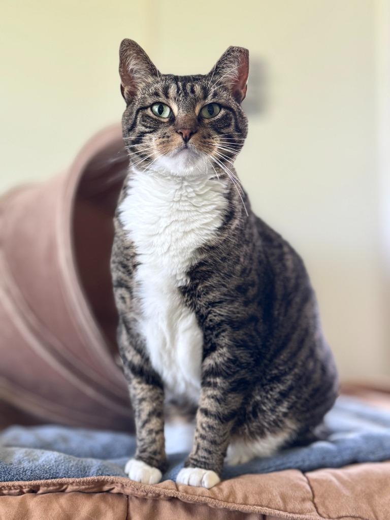 Harbor, a Adoptable mixed breed in Cumberland, ME image 4/6