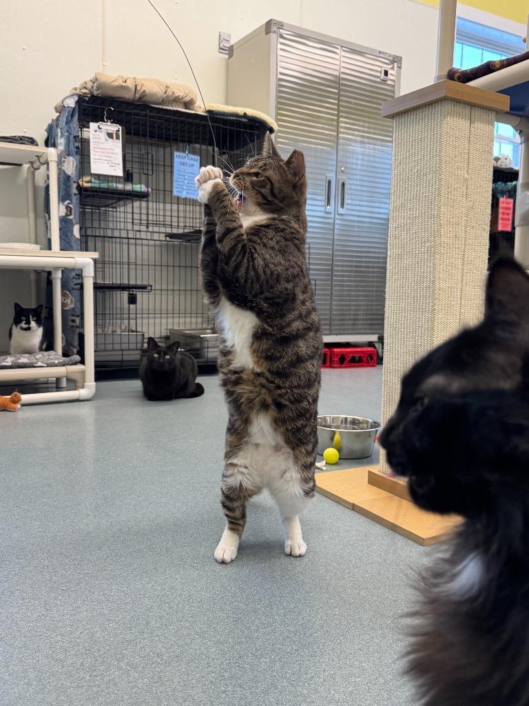 Enlarge Harbor, a Adoptable mixed breed in Cumberland, ME image 4/5