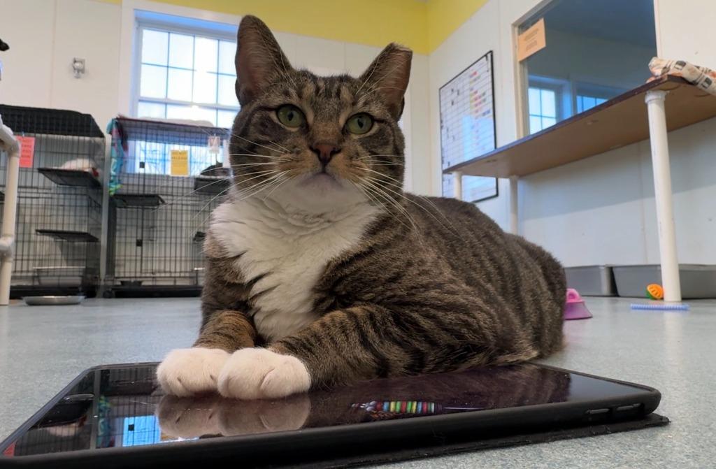 Enlarge Harbor, a Adoptable mixed breed in Cumberland, ME image 5/5