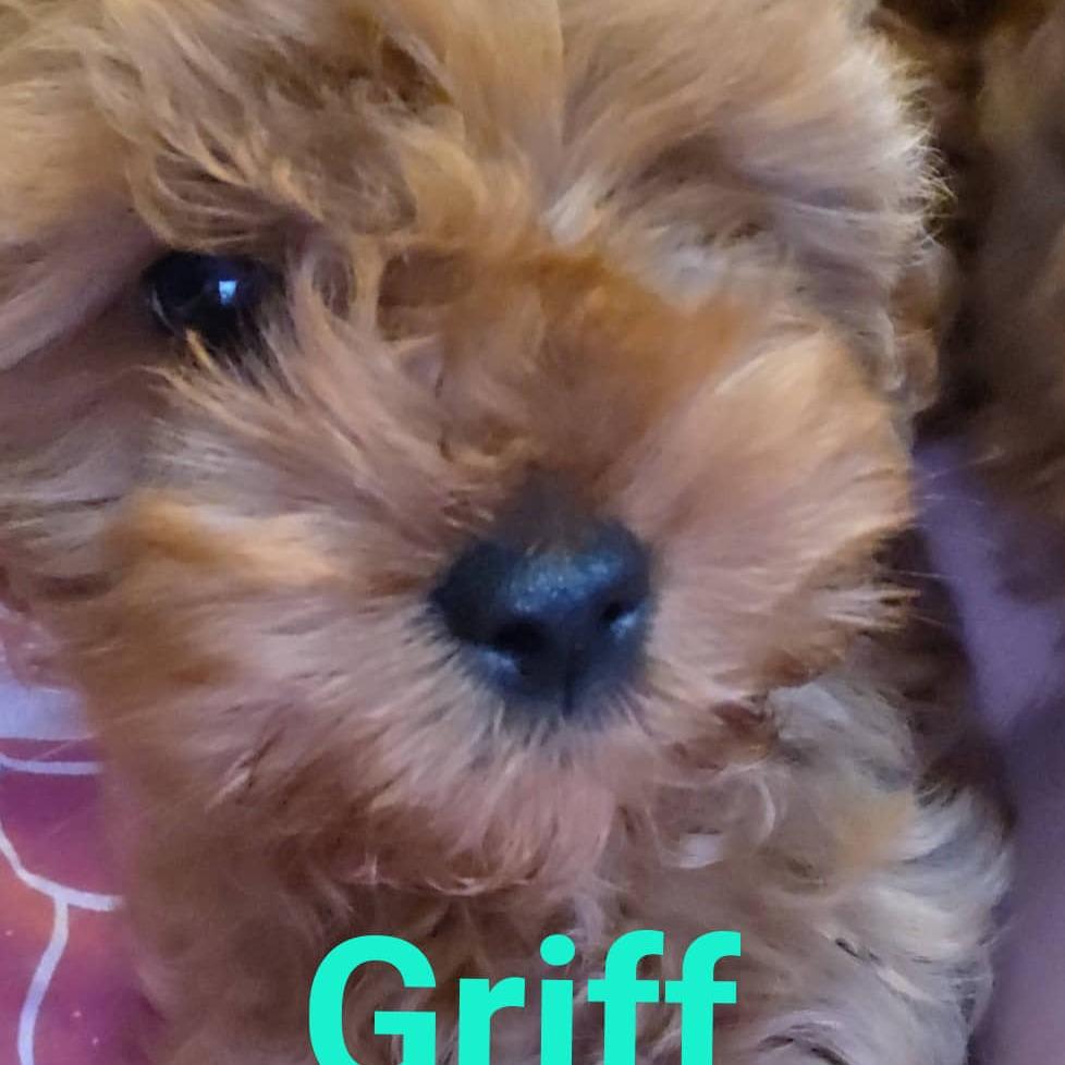 Griff