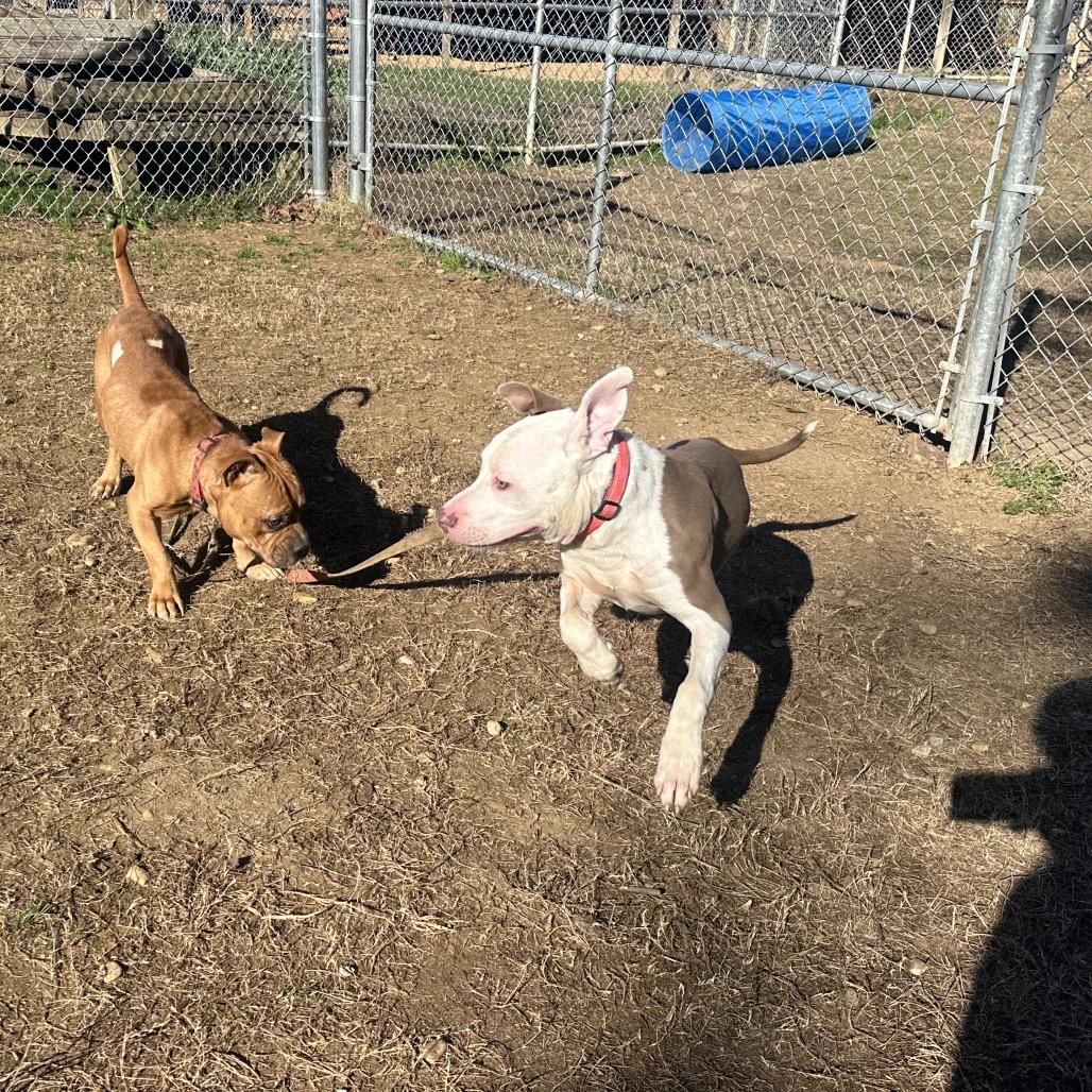 Gerald, Adoptable, Young Male Mixed Breed.
