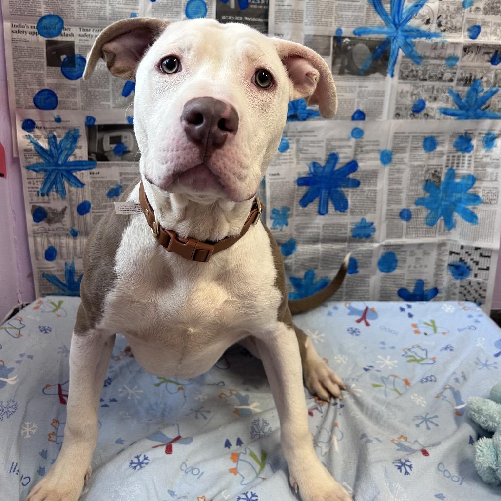 Enlarge Gerald, a Adoptable Mixed Breed in Binghamton, NY image 2/6