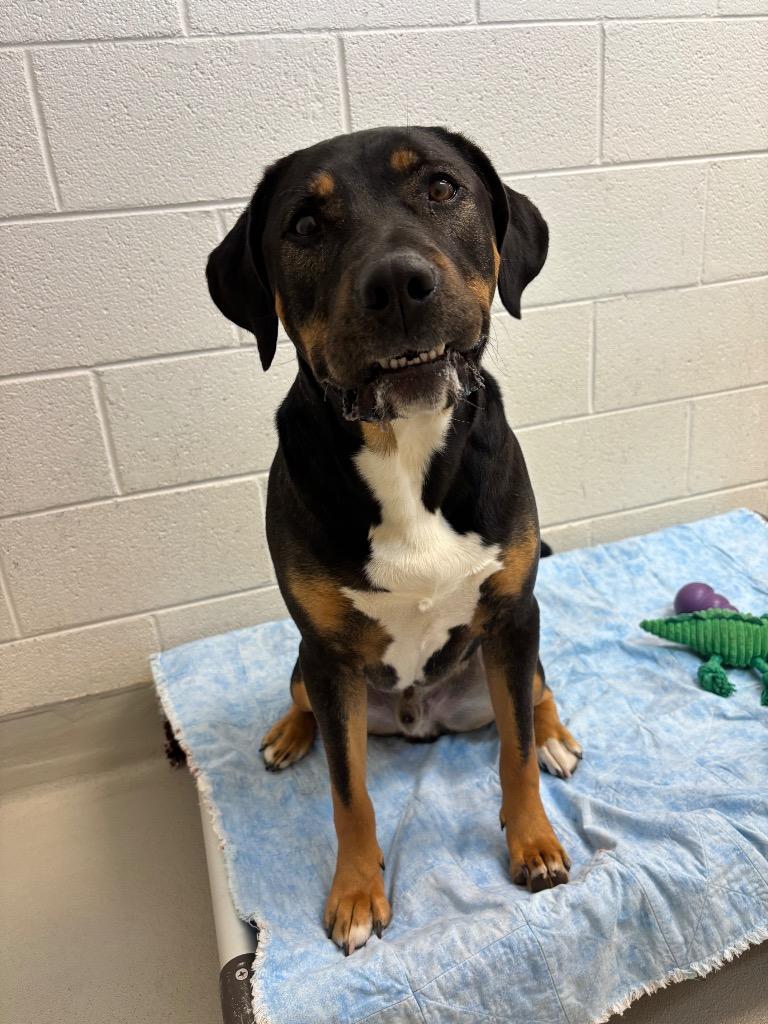 Enlarge Paddington / Thanos, a Adoptable mixed breed in Greeneville, TN image 1/5