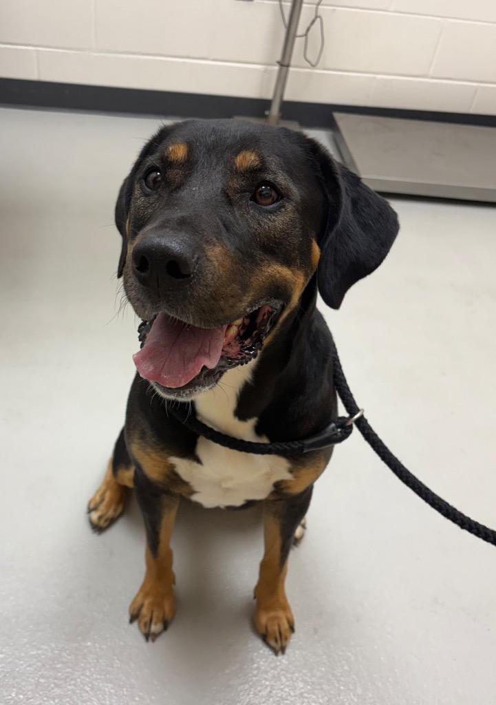 Enlarge Paddington / Thanos, a Adoptable mixed breed in Greeneville, TN image 2/5