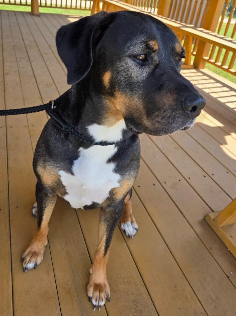 Enlarge Paddington / Thanos, a Adoptable mixed breed in Greeneville, TN image 3/5