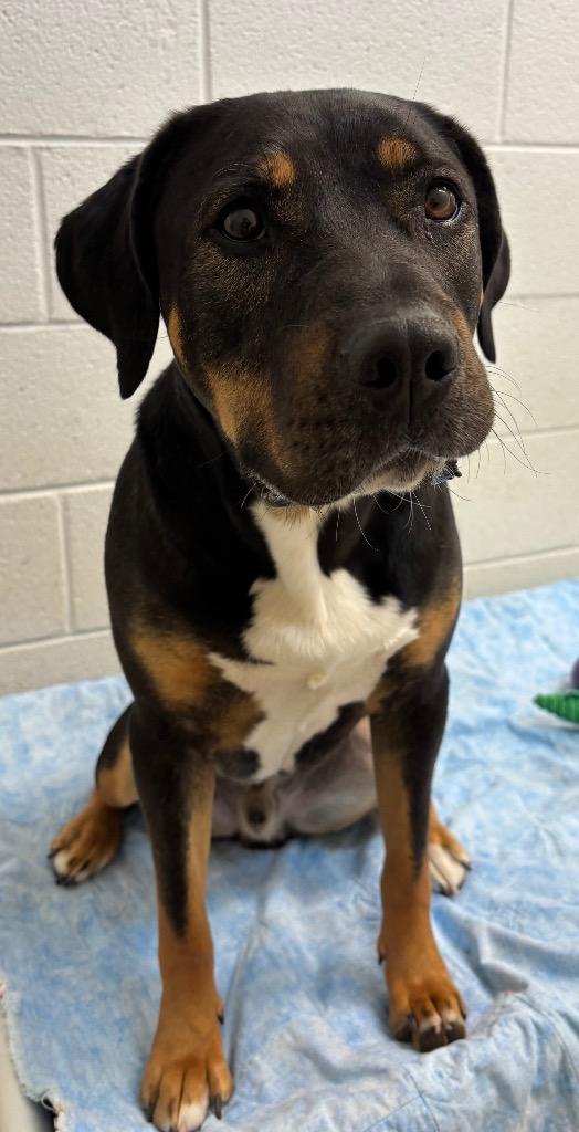 Enlarge Paddington / Thanos, a Adoptable mixed breed in Greeneville, TN image 5/5
