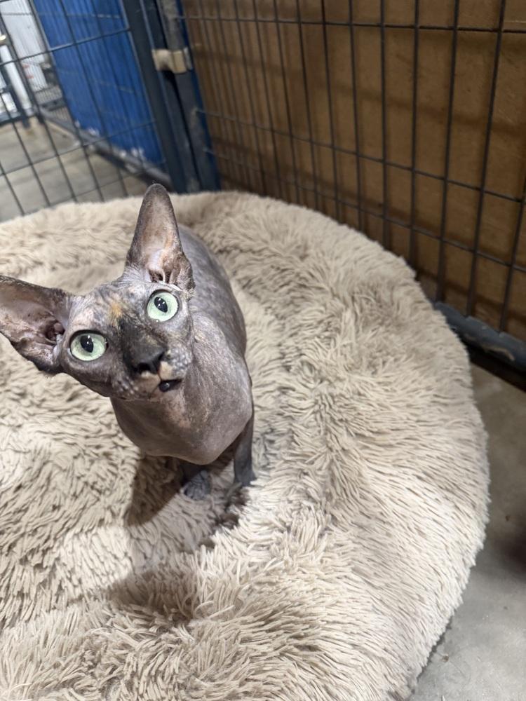 Enlarge Fraeda, a Adoptable Sphynx / Hairless Cat in Sanger, TX image 1/5