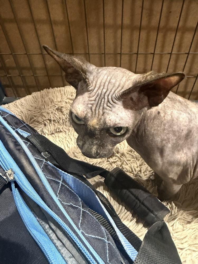 Enlarge Fraeda, a Adoptable Sphynx / Hairless Cat in Sanger, TX image 2/5