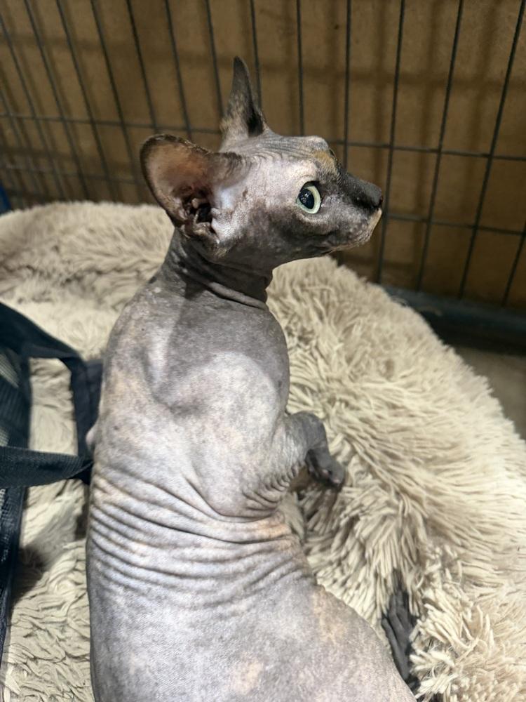 Enlarge Fraeda, a Adoptable Sphynx / Hairless Cat in Sanger, TX image 3/5