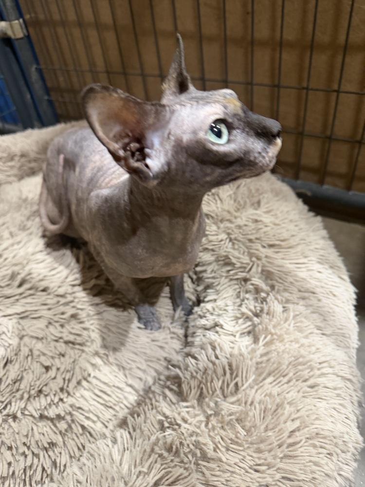 Enlarge Fraeda, a Adoptable Sphynx / Hairless Cat in Sanger, TX image 4/5