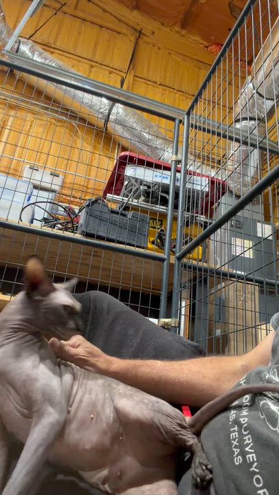 Enlarge Fraeda, a Adoptable Sphynx / Hairless Cat in Sanger, TX video 5/5