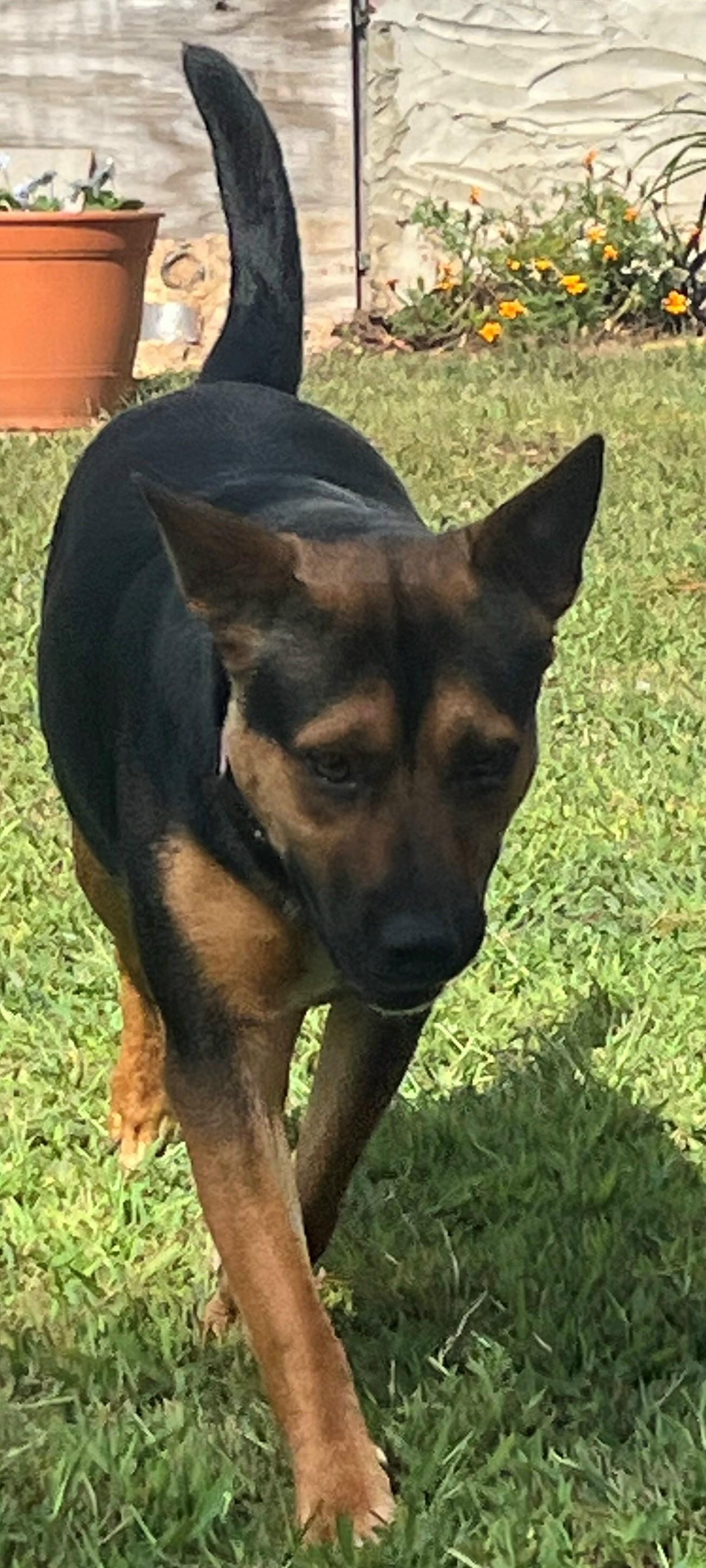 Lilah, a Adoptable mixed breed in Gardiner, NY image 2/3