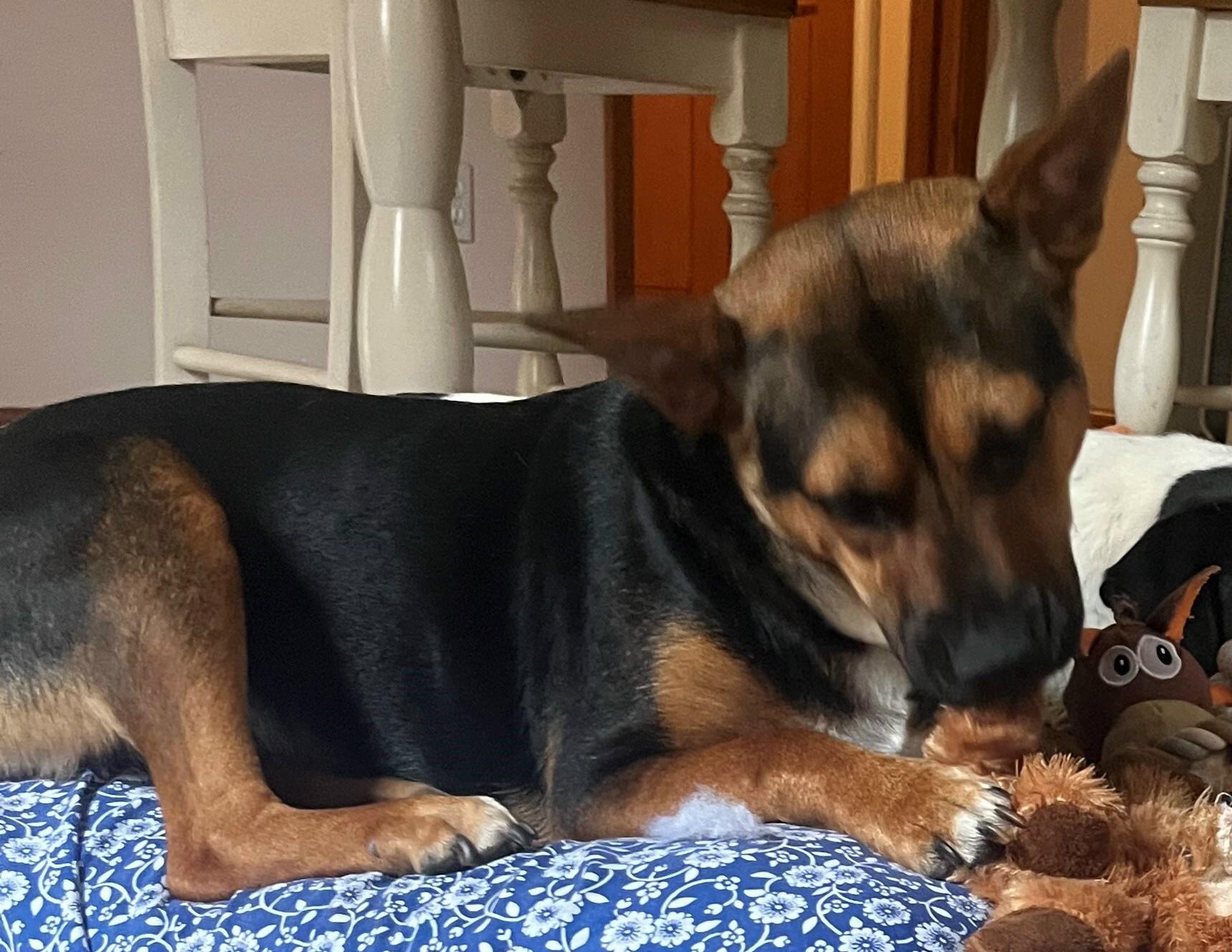 Lilah, a Adoptable mixed breed in Gardiner, NY image 3/3