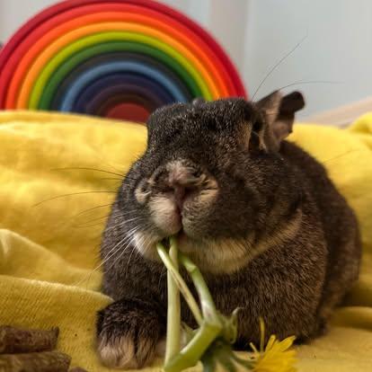 Enlarge Ezra (bonded with Esme), a Adoptable mixed breed in Westbrook, ME image 2/6