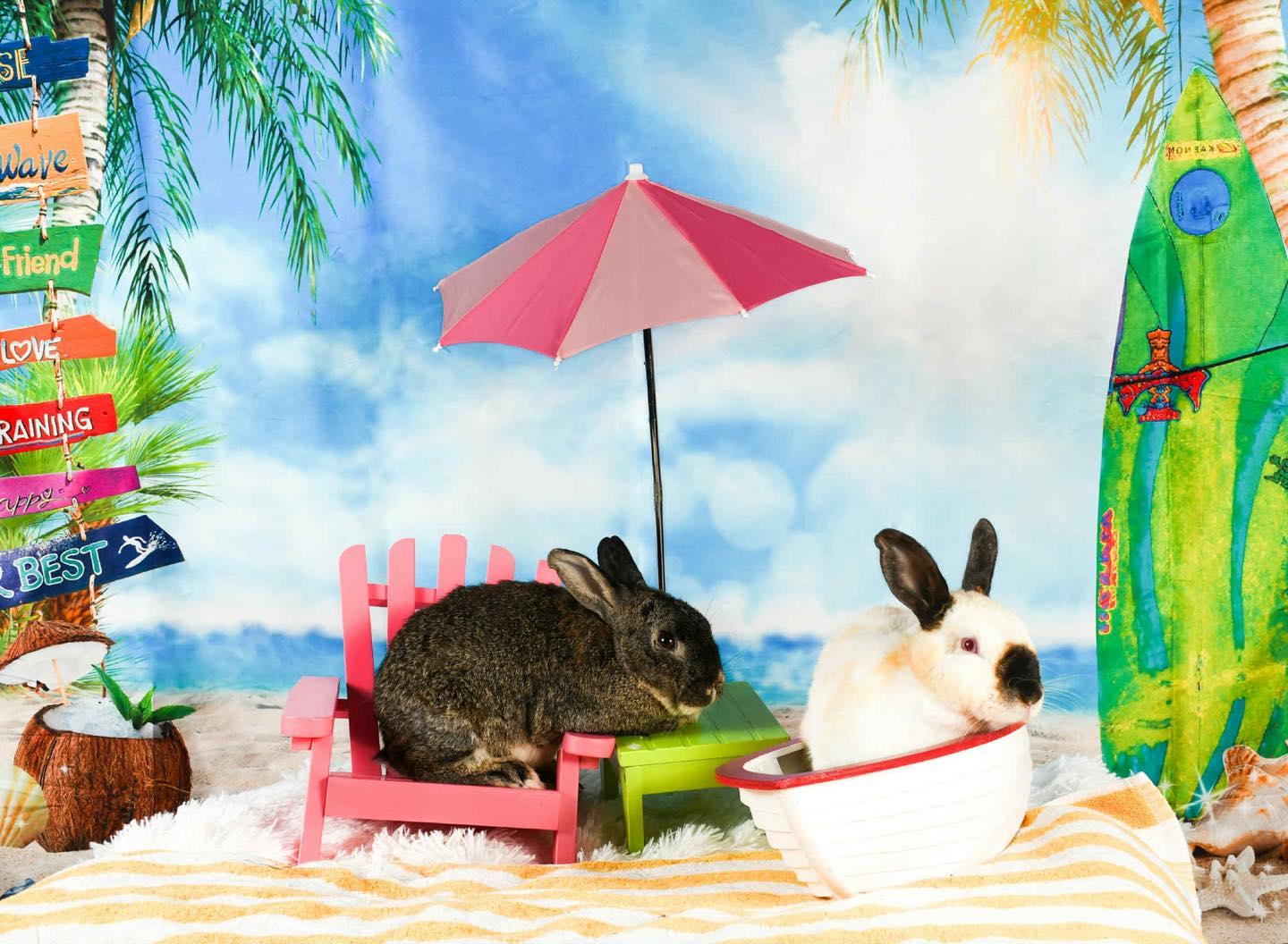 Enlarge Ezra (bonded with Esme), a Adoptable mixed breed in Westbrook, ME image 6/6