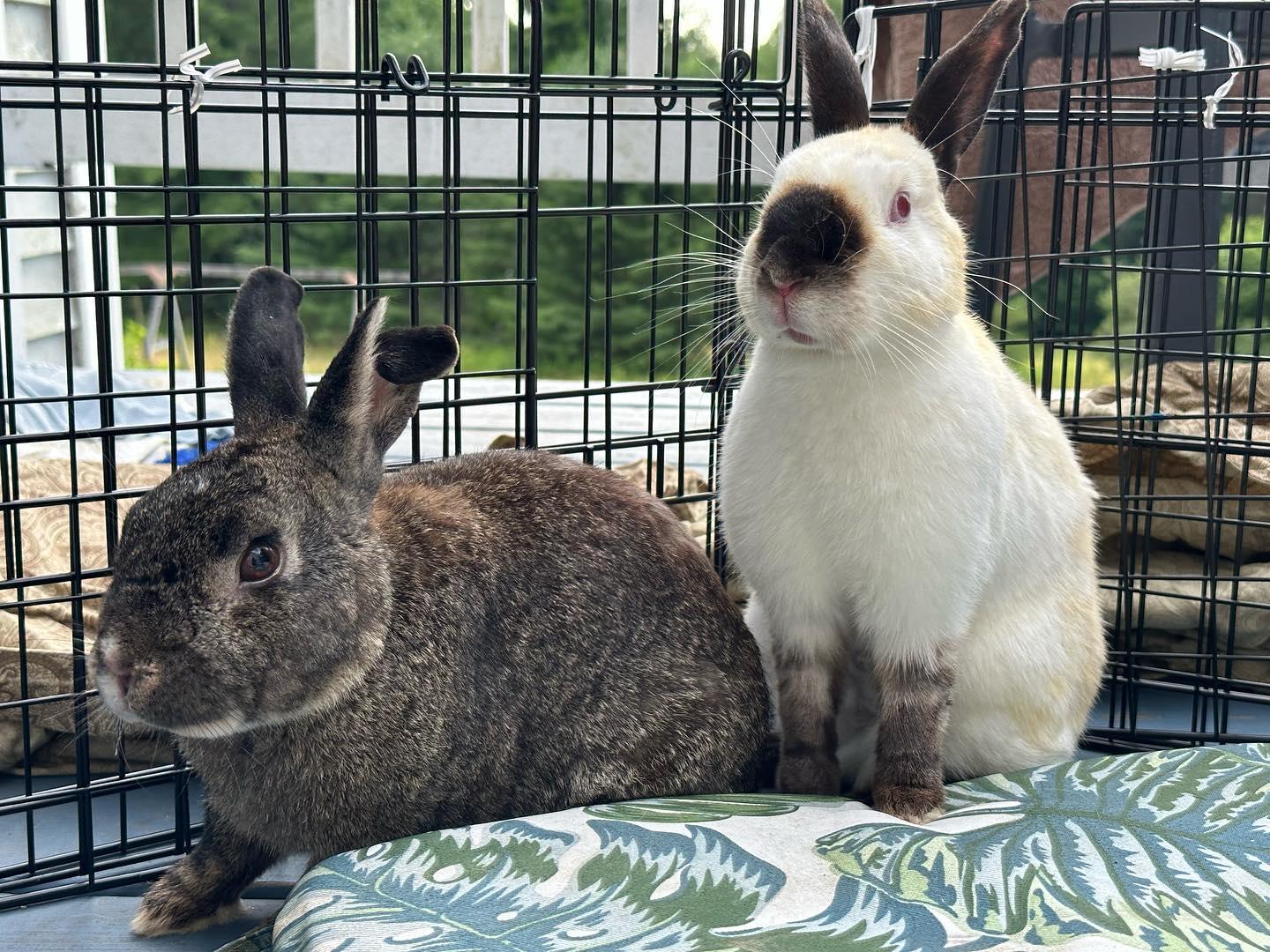 Enlarge Ezra (bonded with Esme), a Adoptable mixed breed in Westbrook, ME image 4/6