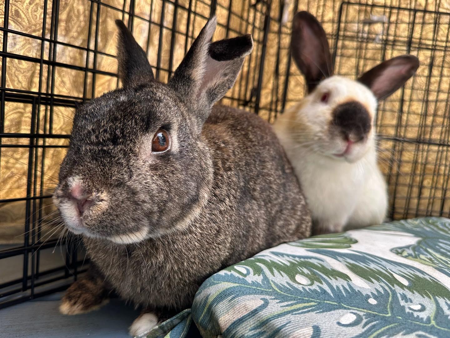 Enlarge Ezra (bonded with Esme), a Adoptable mixed breed in Westbrook, ME image 5/6