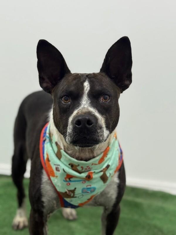 Enlarge Miles, a Adoptable mixed breed in Aliso Viejo, CA image 1/1