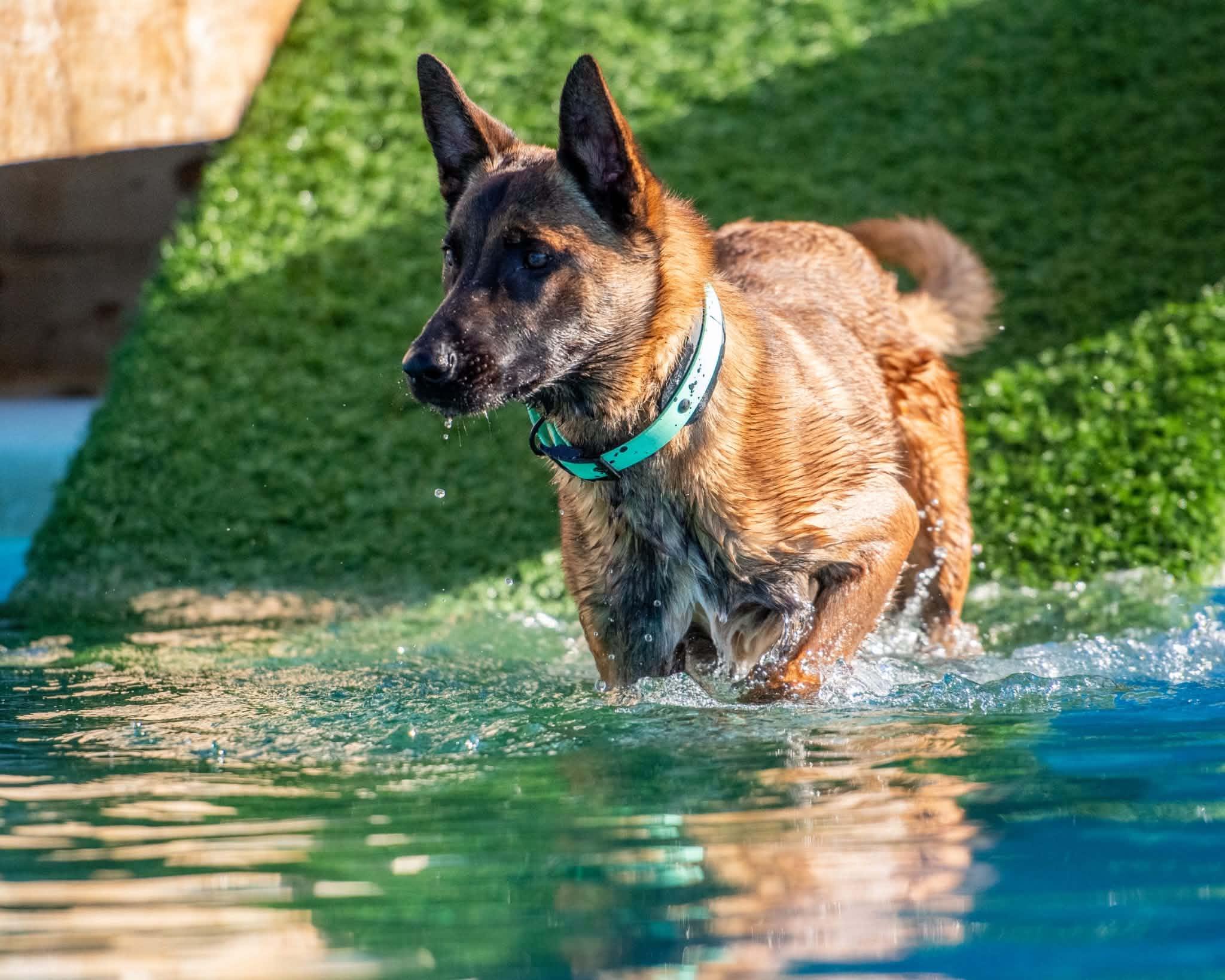 Ace, an adopted Belgian Shepherd / Malinois in Rockwood, ON image 4/6