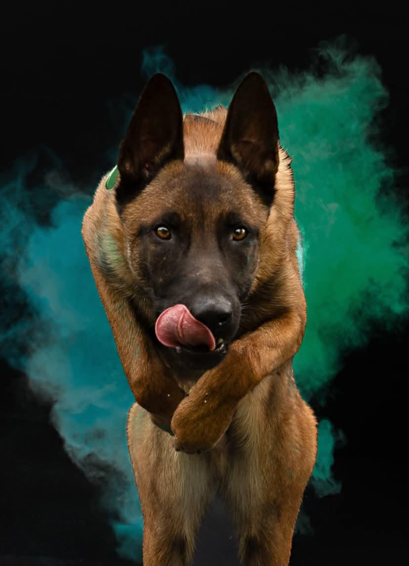 Ace, an adopted Belgian Shepherd / Malinois in Rockwood, ON image 2/6