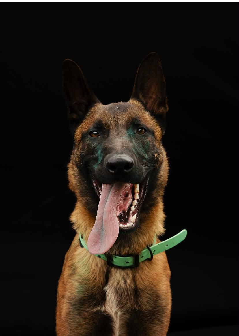 Ace, adopted, Young Male Belgian Shepherd / Malinois.
