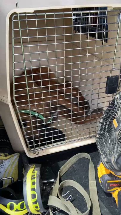Enlarge Ace, an adopted Belgian Shepherd / Malinois in Rockwood, ON video 3/6