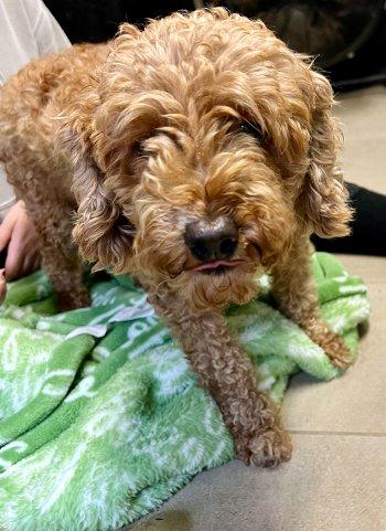 Munchkin, an adoptable Miniature Poodle in Bedford Hills, NY image 1/4