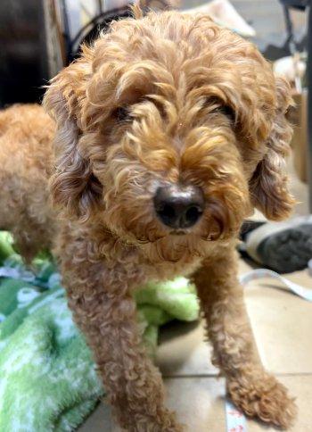 Munchkin, an adoptable Miniature Poodle in Bedford Hills, NY image 2/4