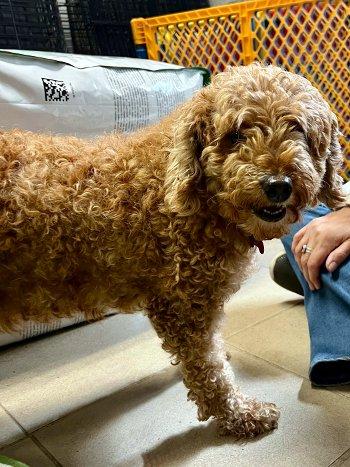 Munchkin, an adoptable Miniature Poodle in Bedford Hills, NY image 3/4