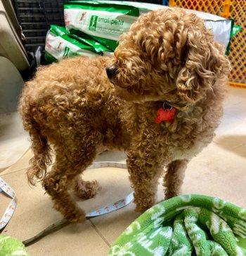 Munchkin, an adoptable Miniature Poodle in Bedford Hills, NY image 4/4