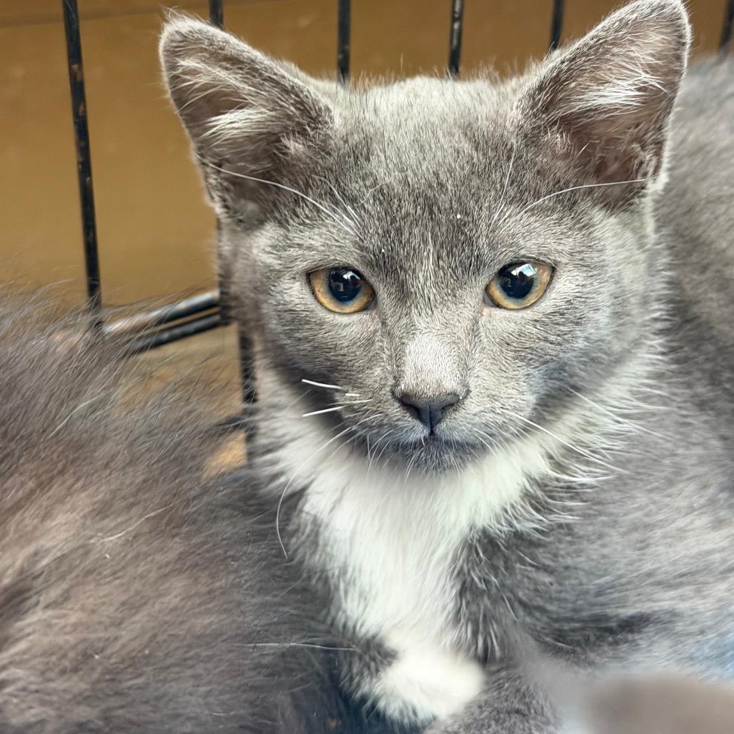 Enlarge Pressure Cooker, a Adoptable Domestic Short Hair in Westminster, CA image 1/1