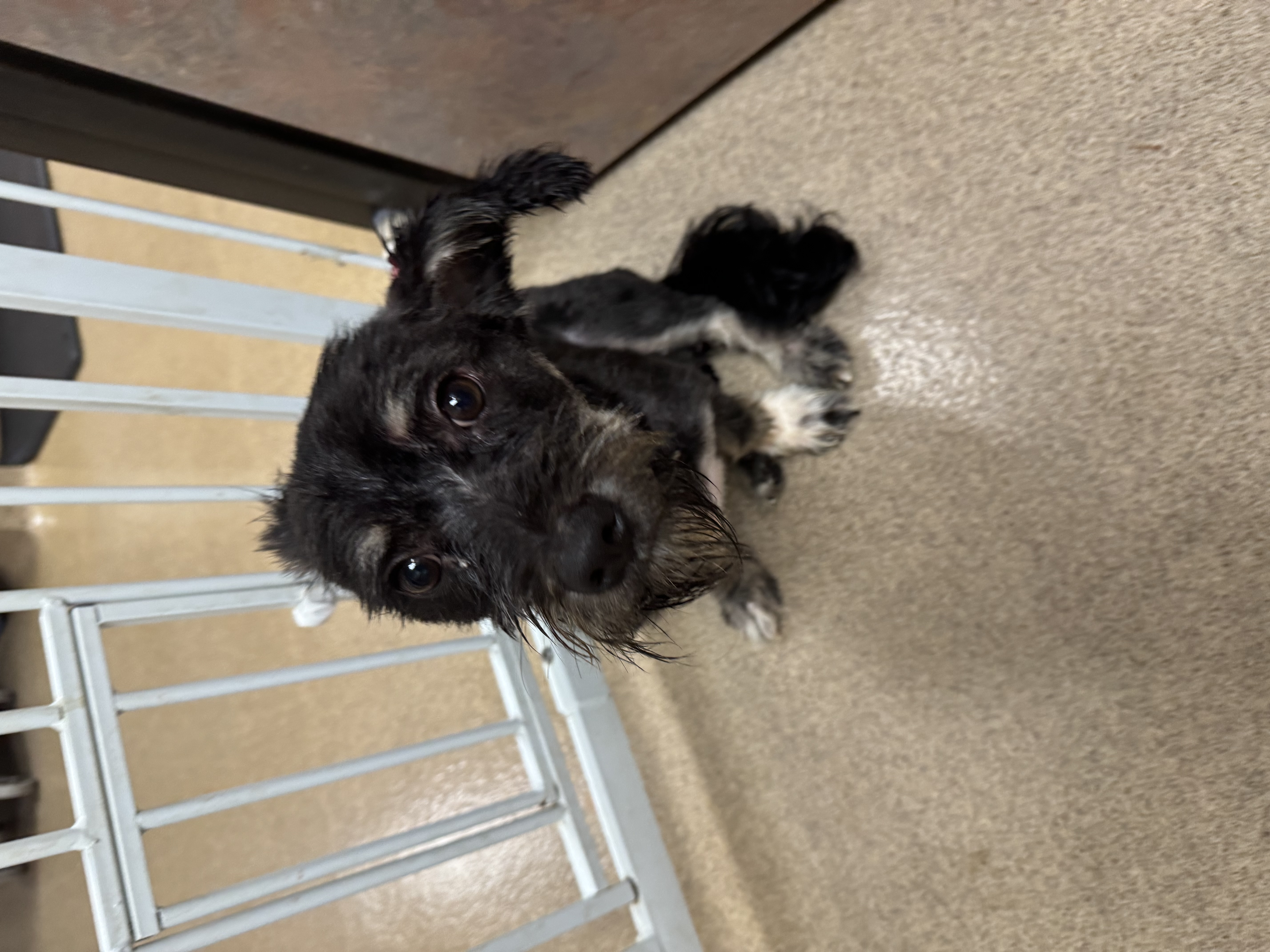 Scruffy, a Adoptable Terrier in Los Angeles, CA image 1/4