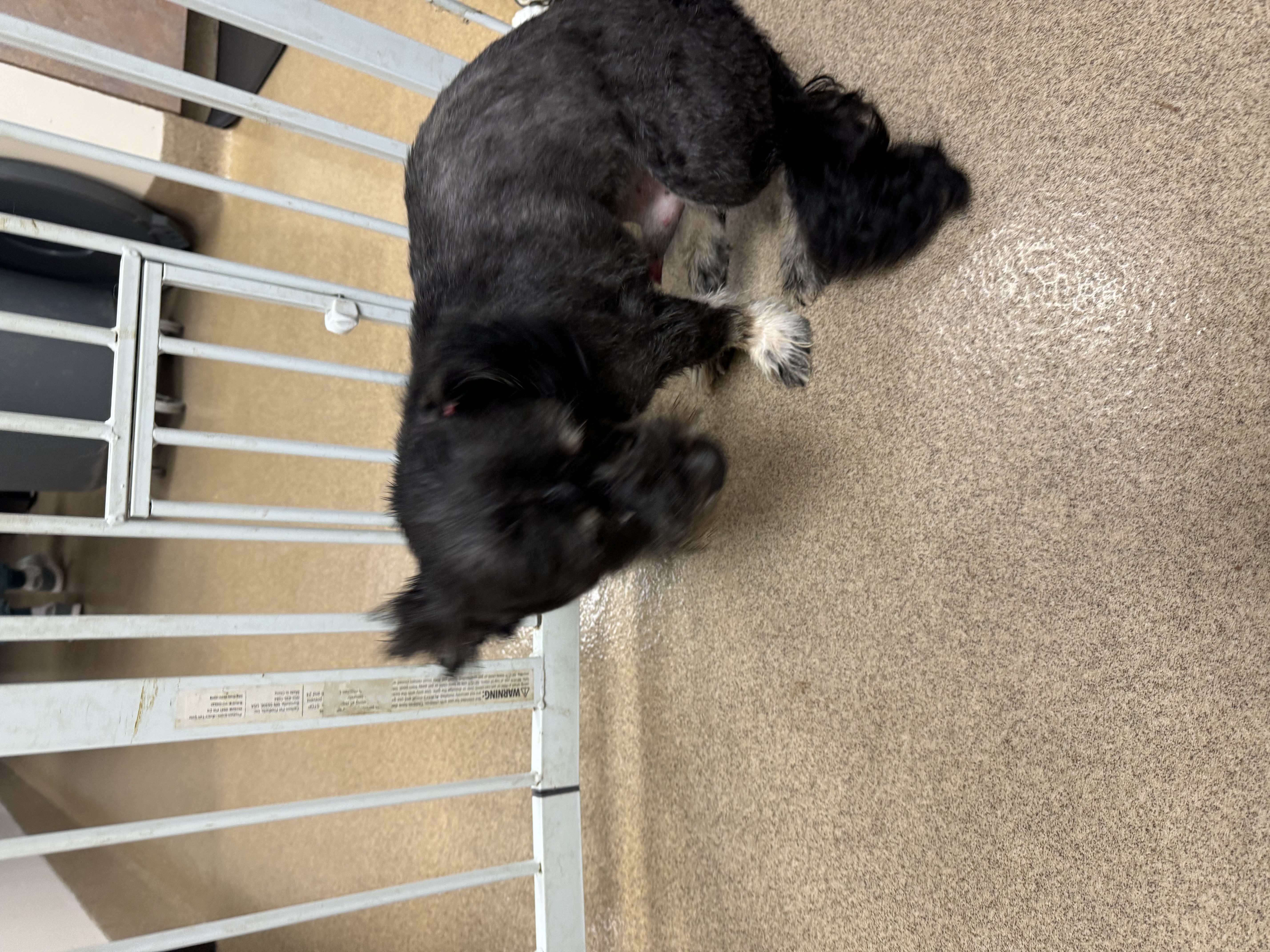 Scruffy, a Adoptable Terrier in Los Angeles, CA image 2/4