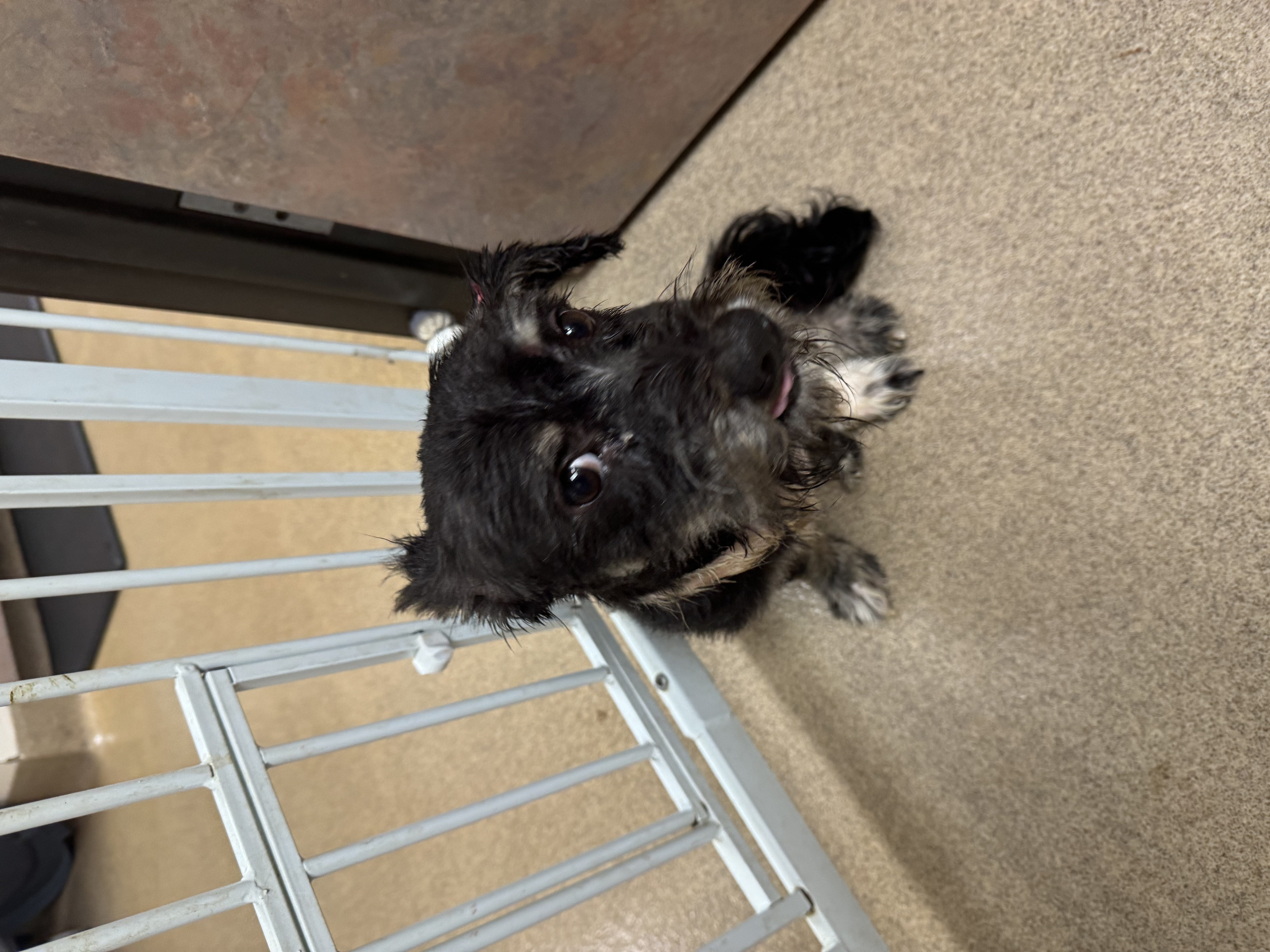 Scruffy, a Adoptable Terrier in Los Angeles, CA image 3/4