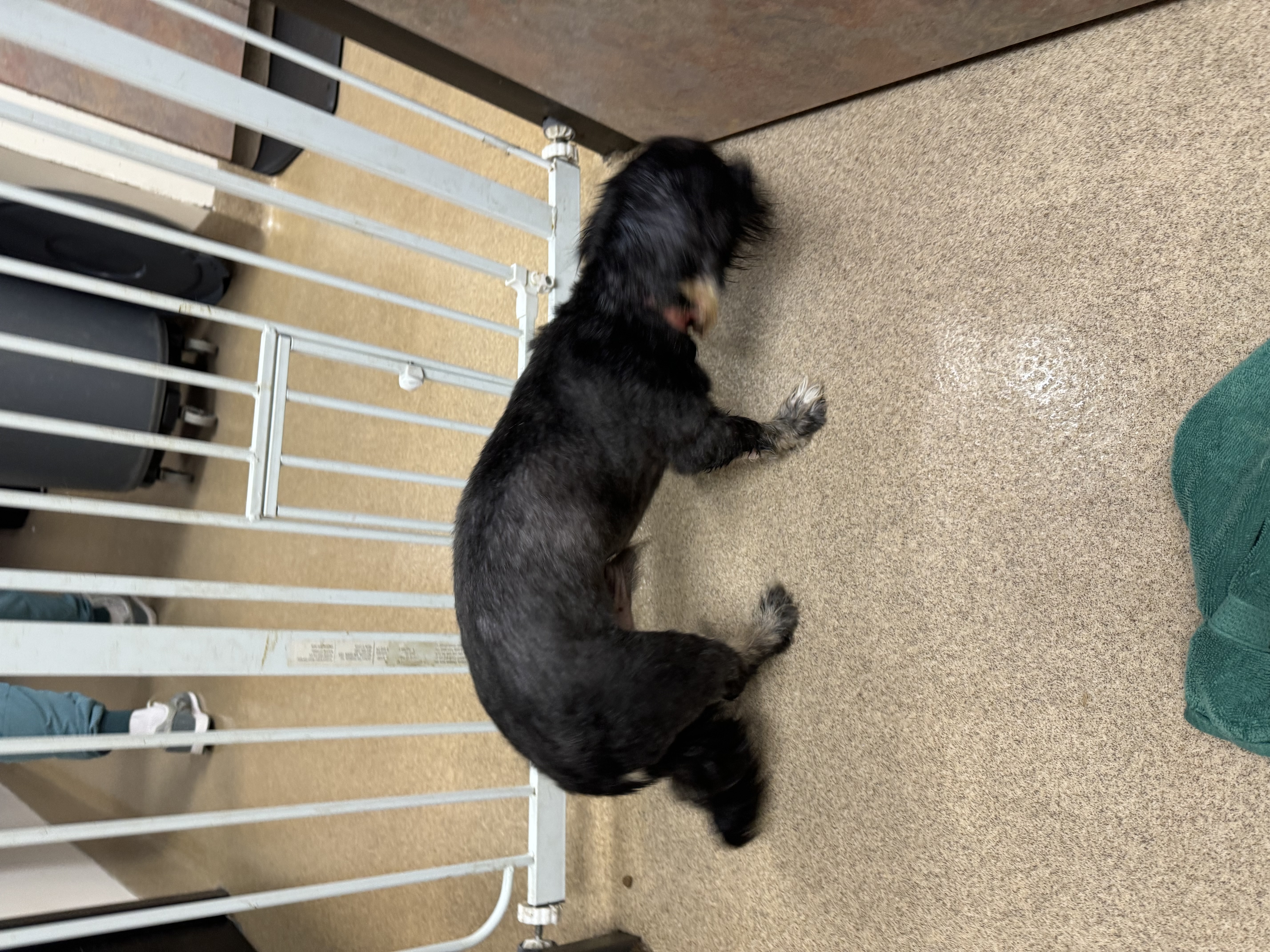 Scruffy, a Adoptable Terrier in Los Angeles, CA image 4/4