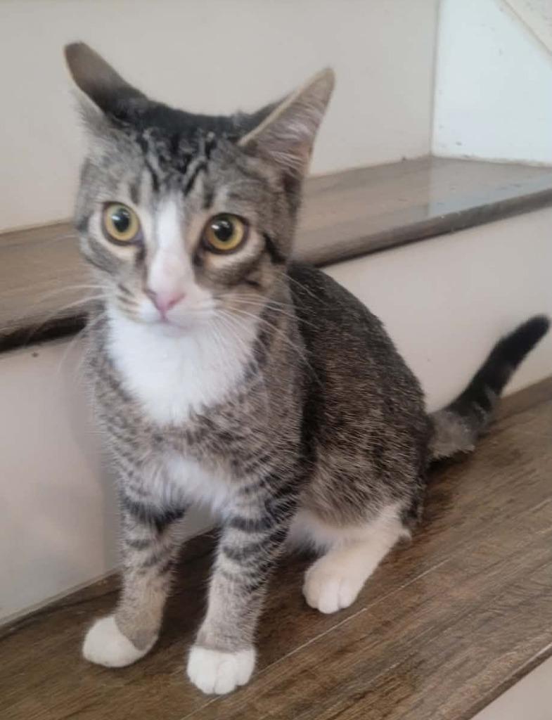 Enlarge Socks, a Adoptable mixed breed in San Jacinto, CA image 1/1