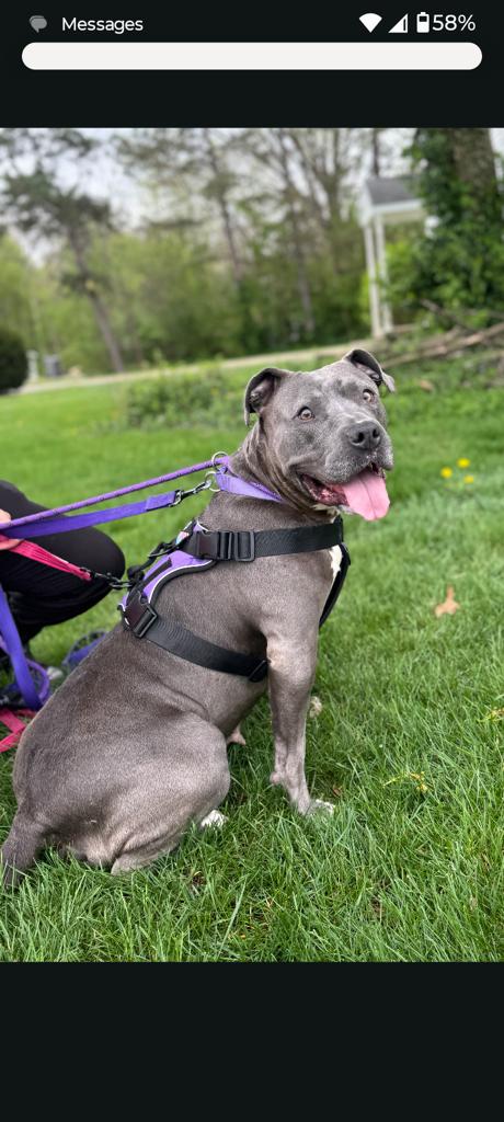 Luna, ADOPTABLE, Adult Female American Bulldog.